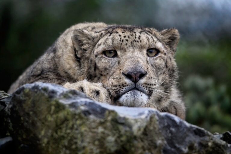 snow leopard, leopard, feline-7754019.jpg